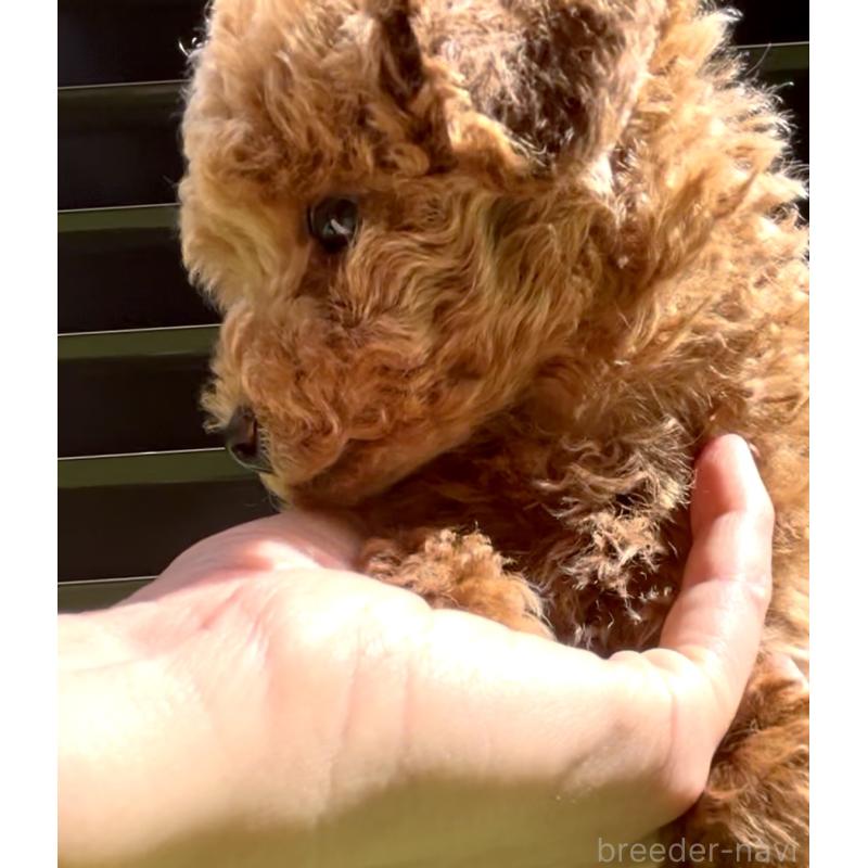 販売中の奈良県のタイニープードル-446944の7枚目