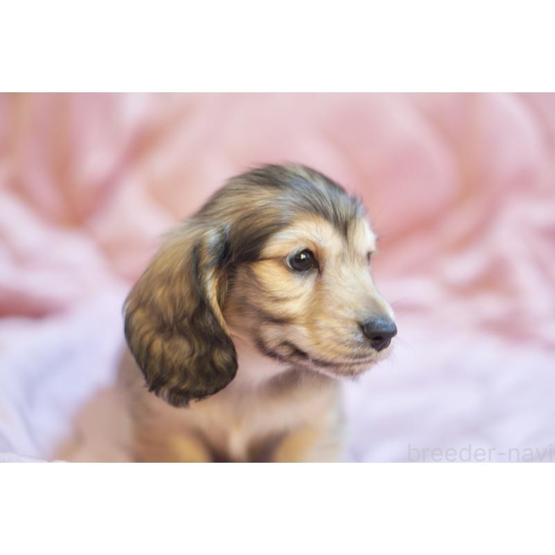 成約済の滋賀県のカニンヘンダックスフンド(ロングヘアード)-446361の10枚目