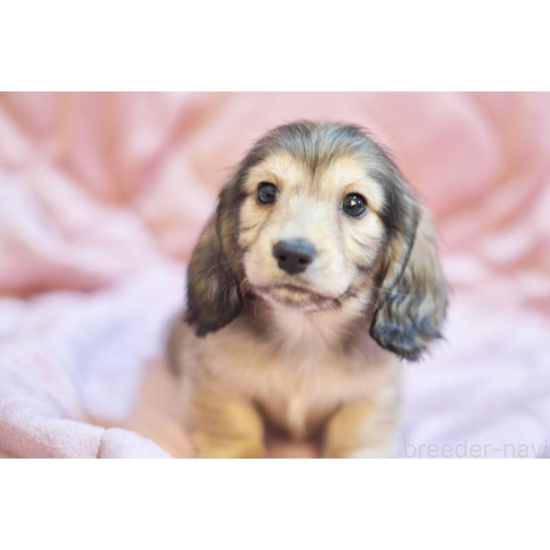 成約済の滋賀県のカニンヘンダックスフンド(ロングヘアード)-446361の9枚目