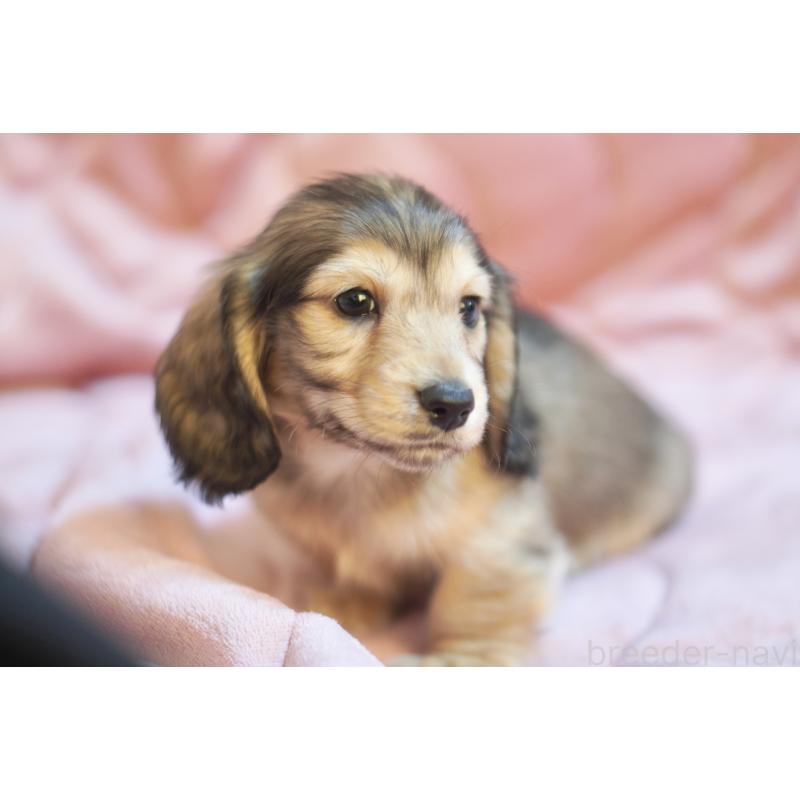 成約済の滋賀県のカニンヘンダックスフンド(ロングヘアード)-446361の8枚目