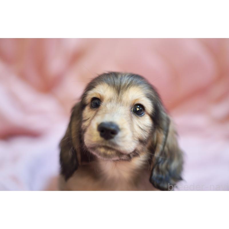 成約済の滋賀県のカニンヘンダックスフンド(ロングヘアード)-446361の7枚目