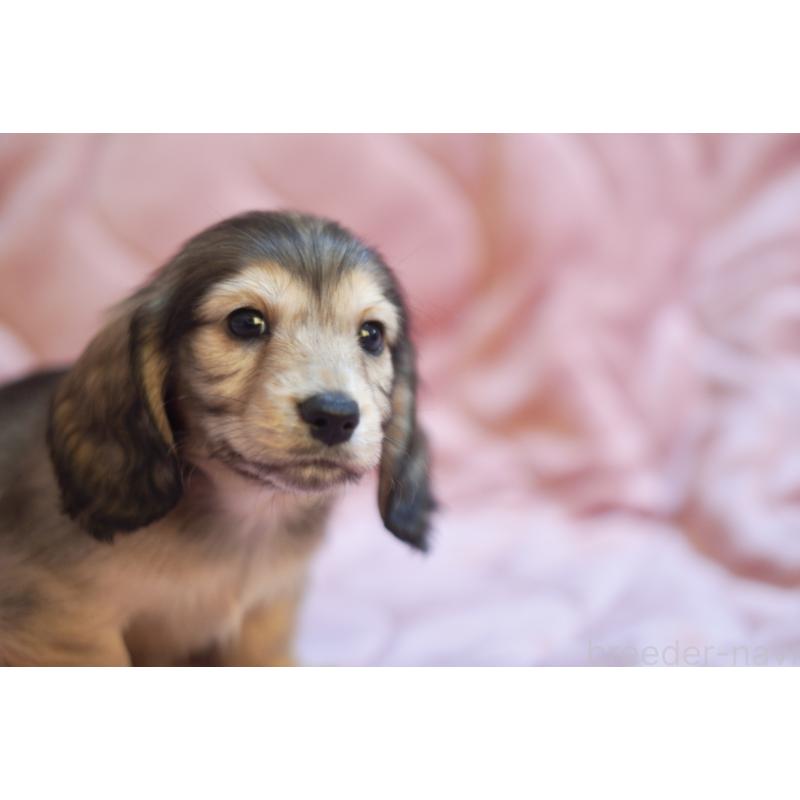 成約済の滋賀県のカニンヘンダックスフンド(ロングヘアード)-446361の6枚目