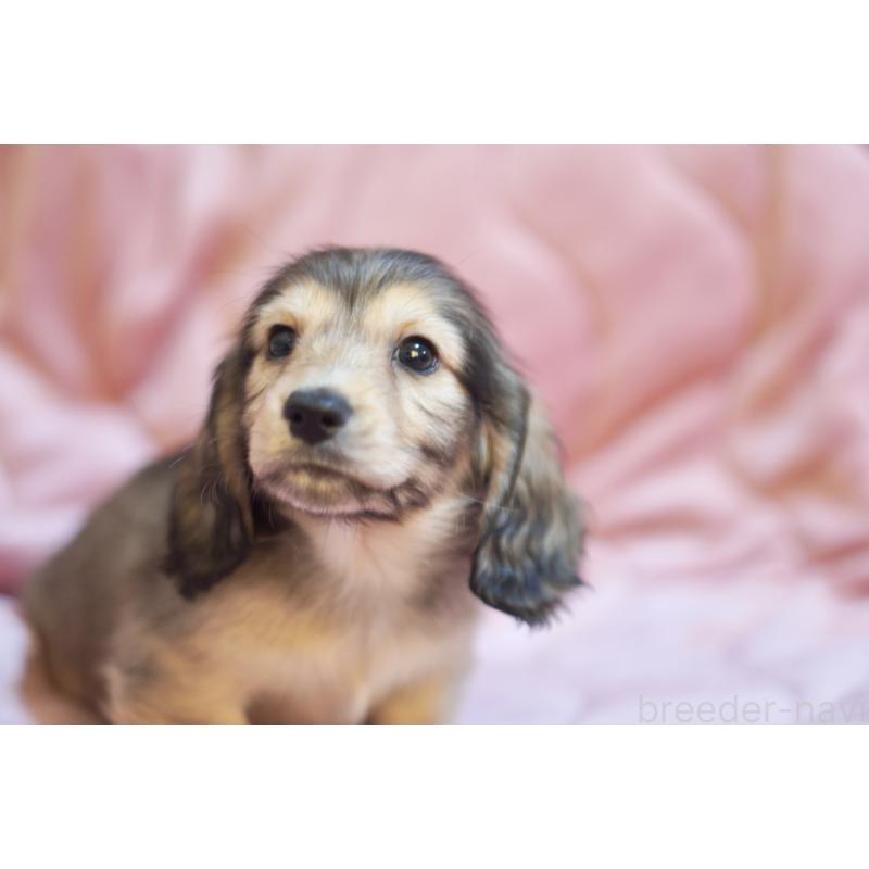 成約済の滋賀県のカニンヘンダックスフンド(ロングヘアード)-446361の5枚目