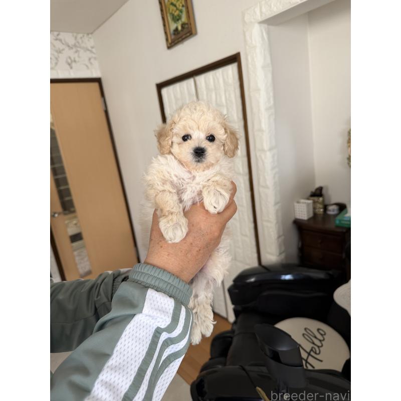 販売中の埼玉県のタイニープードル-447911