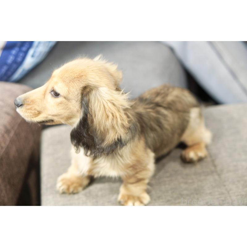 販売中の滋賀県のミニチュアダックスフンド(ロングヘアード)-431820の11枚目