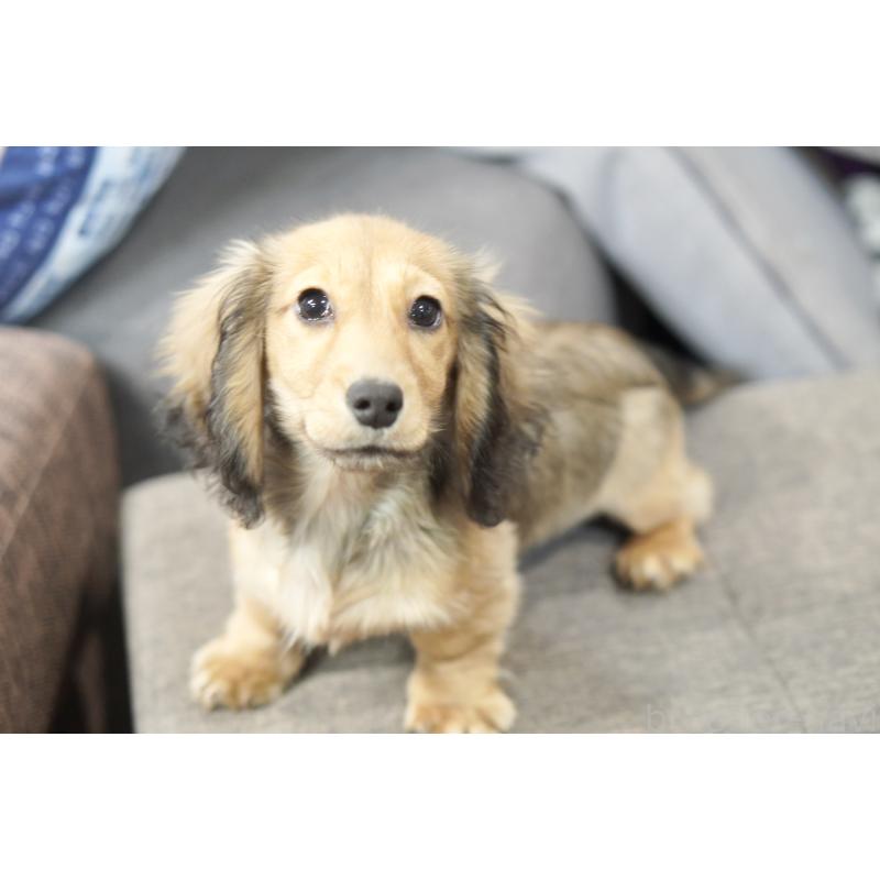 販売中の滋賀県のミニチュアダックスフンド(ロングヘアード)-431820の10枚目