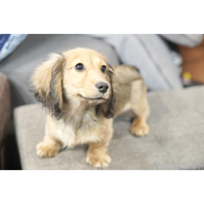 販売中の滋賀県のミニチュアダックスフンド(ロングヘアード)-431820の9枚目