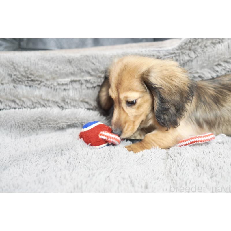 販売中の滋賀県のミニチュアダックスフンド(ロングヘアード)-431820の8枚目