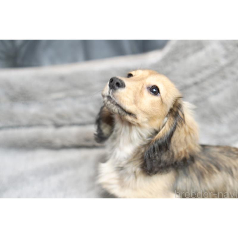 販売中の滋賀県のミニチュアダックスフンド(ロングヘアード)-431820の7枚目