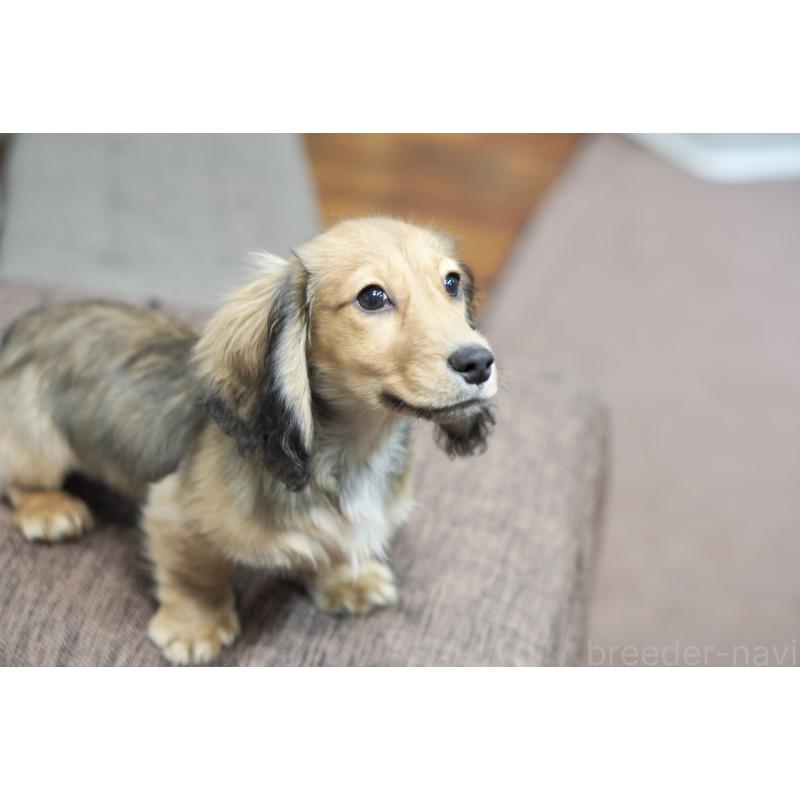 販売中の滋賀県のミニチュアダックスフンド(ロングヘアード)-431820の5枚目