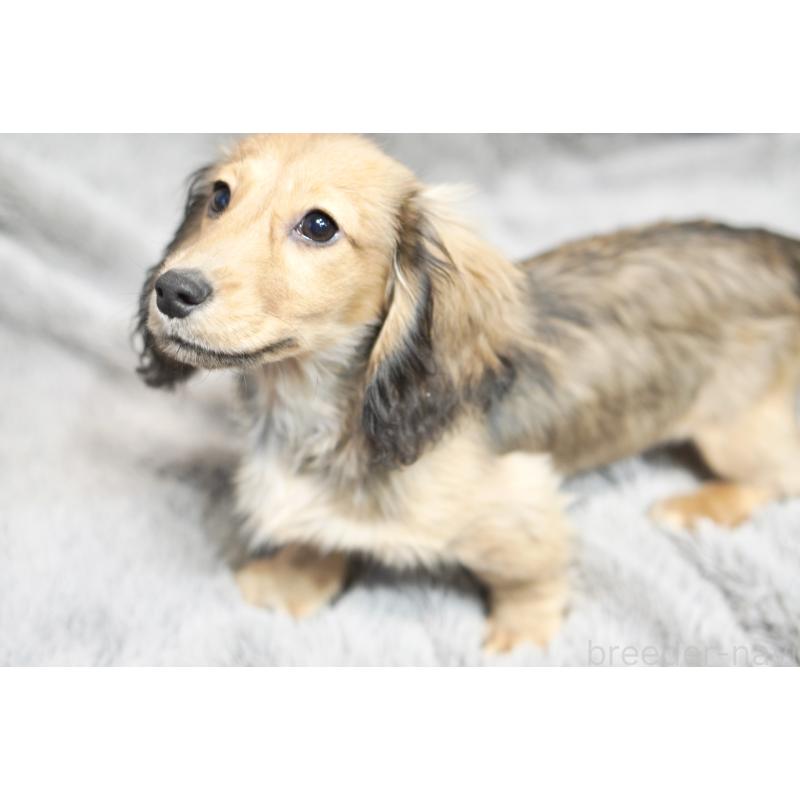 販売中の滋賀県のミニチュアダックスフンド(ロングヘアード)-431820の4枚目