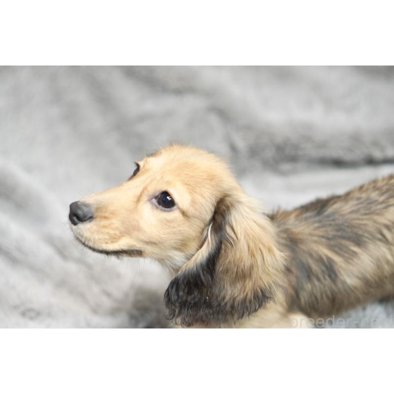 販売中の滋賀県のミニチュアダックスフンド(ロングヘアード)-431820の3枚目