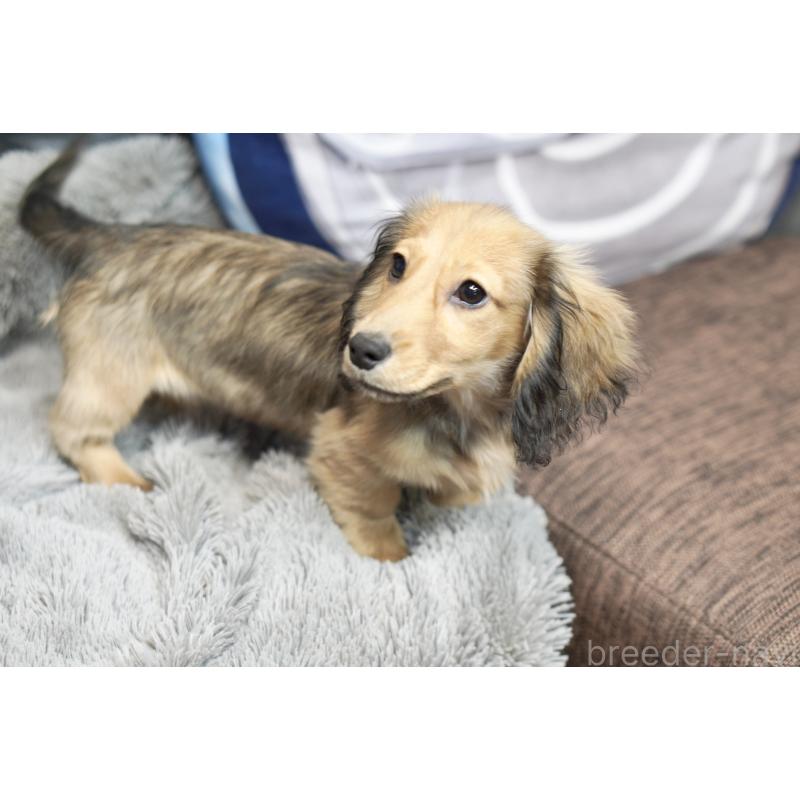 販売中の滋賀県のミニチュアダックスフンド(ロングヘアード)-431820の2枚目