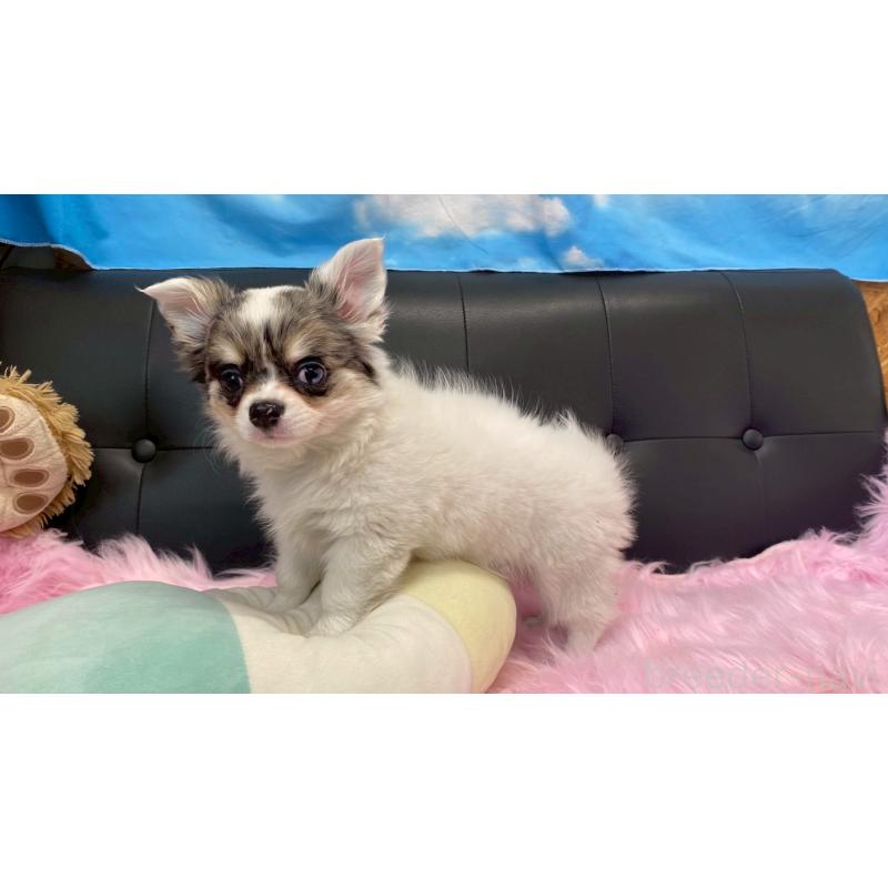 販売中の兵庫県のチワワ(ロングコート)-446009の11枚目