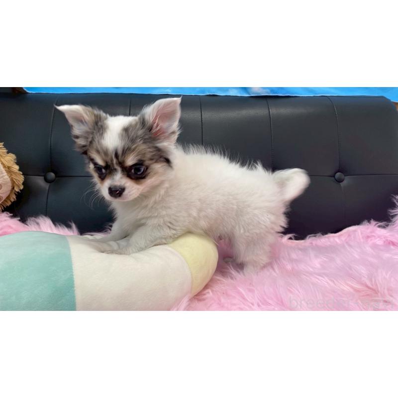 販売中の兵庫県のチワワ(ロングコート)-446009の10枚目