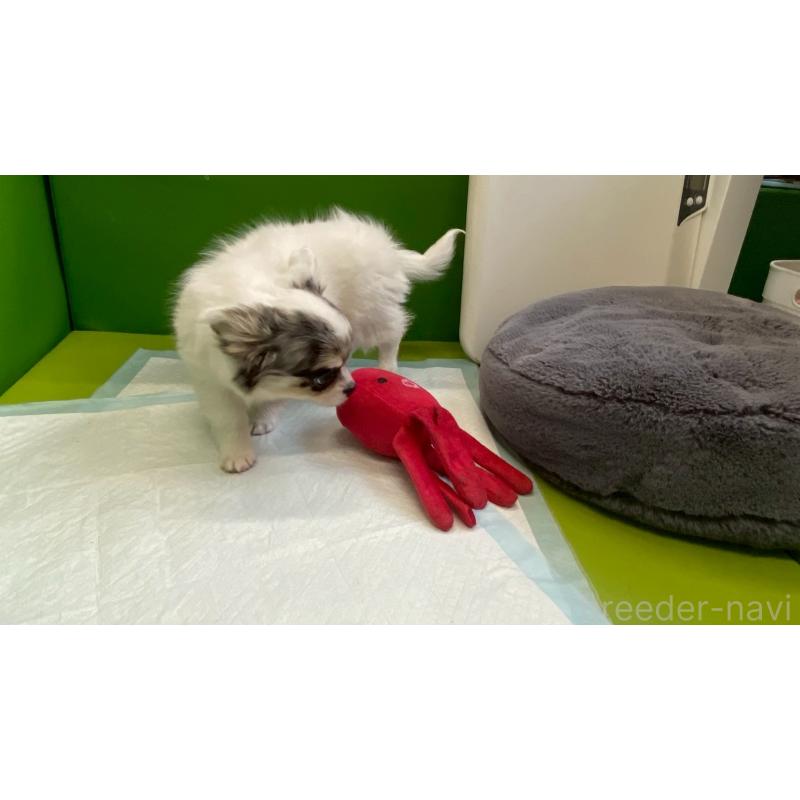 販売中の兵庫県のチワワ(ロングコート)-446009の5枚目