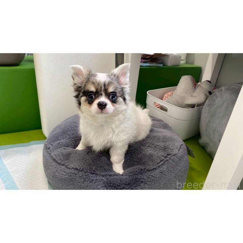 販売中の兵庫県のチワワ(ロングコート)-446009の6枚目