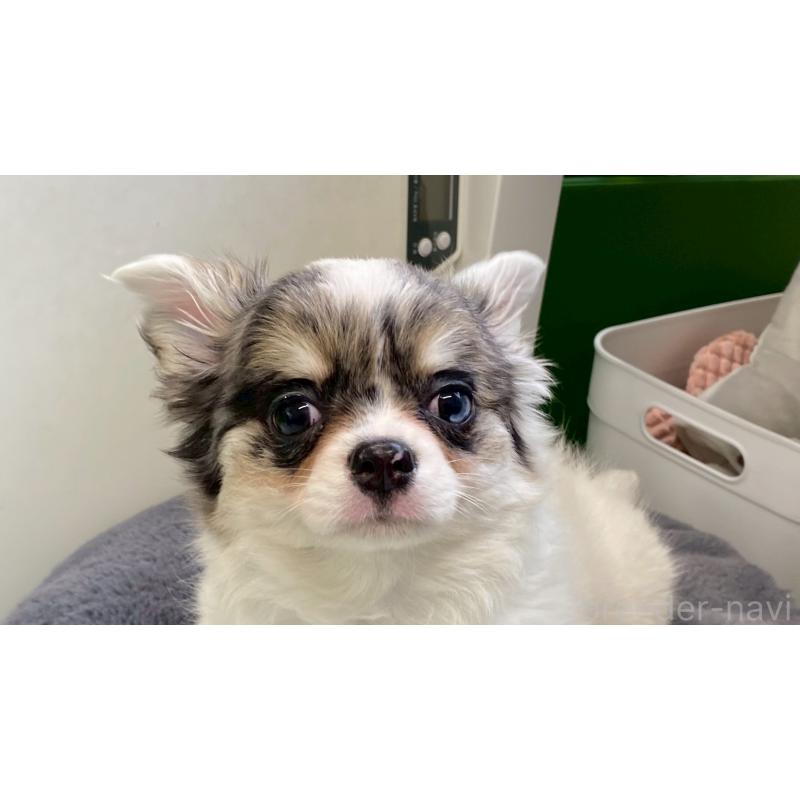 販売中の兵庫県のチワワ(ロングコート)-446009の4枚目