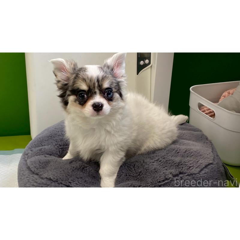 販売中の兵庫県のチワワ(ロングコート)-446009の3枚目