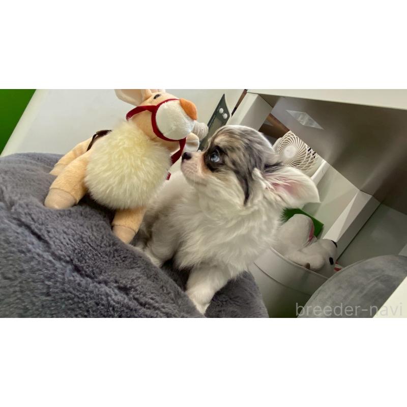 販売中の兵庫県のチワワ(ロングコート)-446009の2枚目