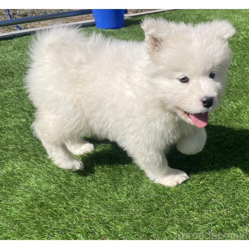 販売中の埼玉県のサモエド-448491の9枚目