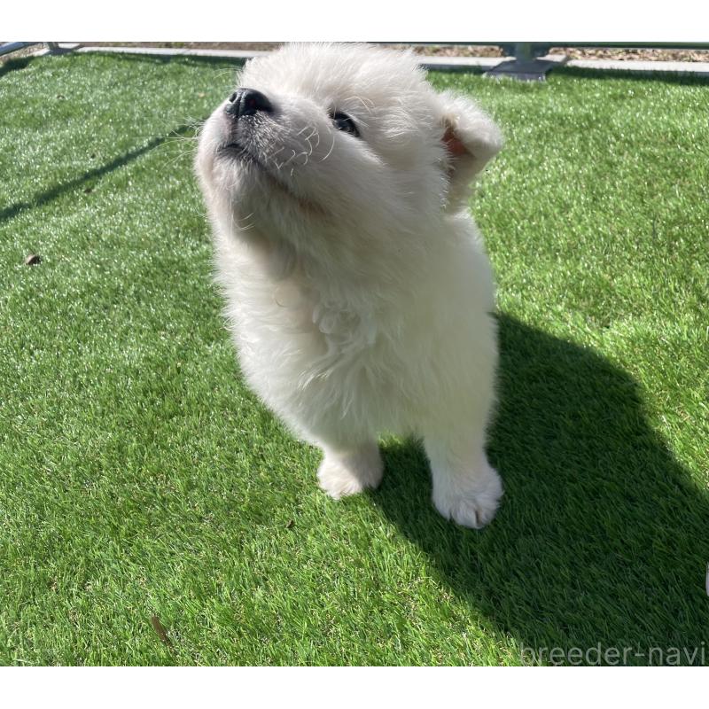 販売中の埼玉県のサモエド-448491の8枚目