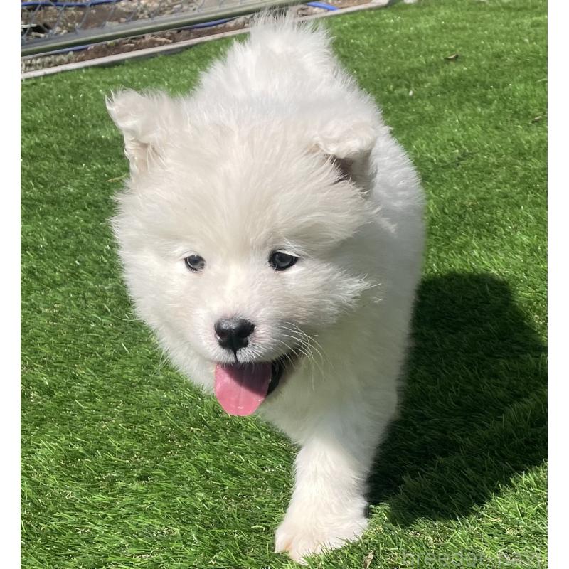 販売中の埼玉県のサモエド-448491の6枚目