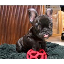 ♀︎フレンチブルドッグ