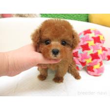 ♀︎トイプードル