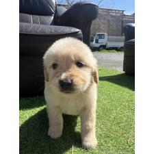 ♀︎ゴールデンレトリーバー