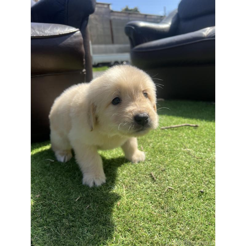 成約済の静岡県のゴールデンレトリーバー-446178の6枚目