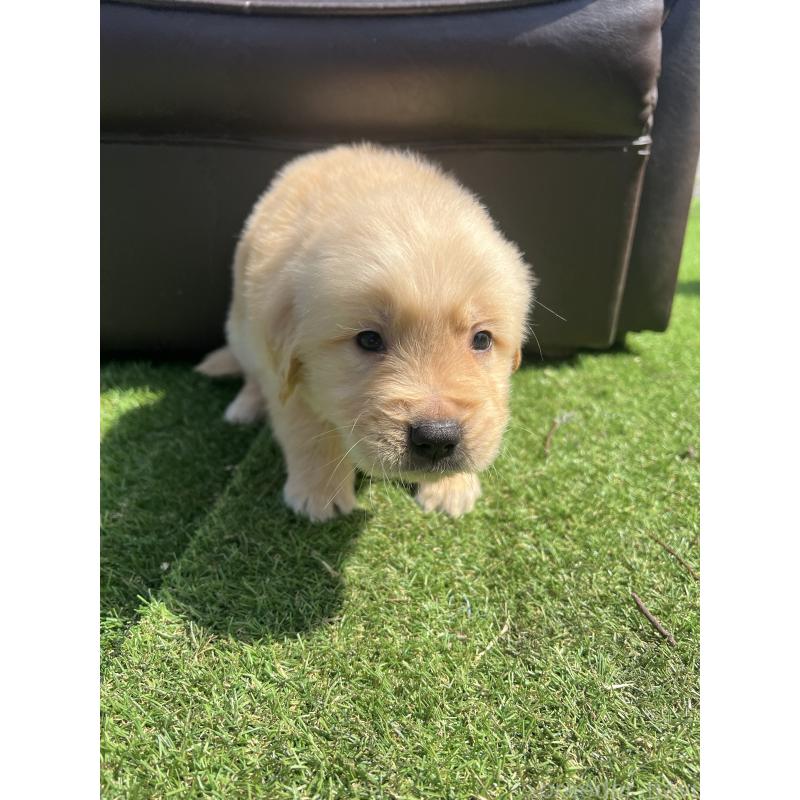 成約済の静岡県のゴールデンレトリーバー-446178の5枚目