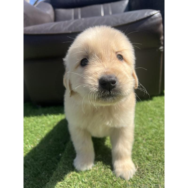 成約済の静岡県のゴールデンレトリーバー-446178の4枚目