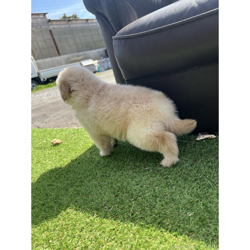 成約済の静岡県のゴールデンレトリーバー-446178の3枚目