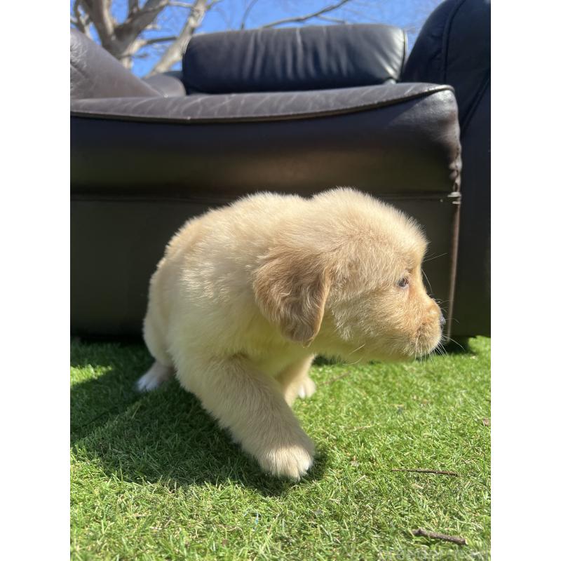 成約済の静岡県のゴールデンレトリーバー-446178の2枚目