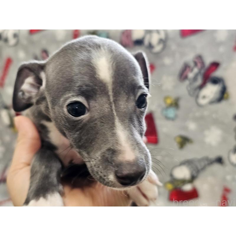 成約済の愛知県のイタリアングレーハウンド(イタグレ)-445485の5枚目