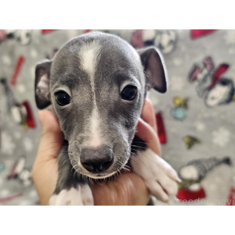 成約済の愛知県のイタリアングレーハウンド(イタグレ)-445485の4枚目