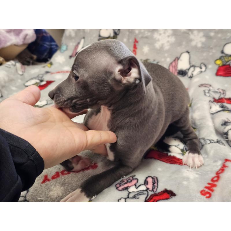 成約済の愛知県のイタリアングレーハウンド(イタグレ)-445485の3枚目