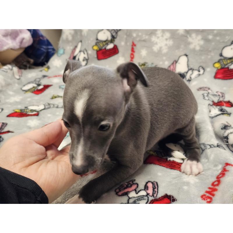 成約済の愛知県のイタリアングレーハウンド(イタグレ)-445485の2枚目