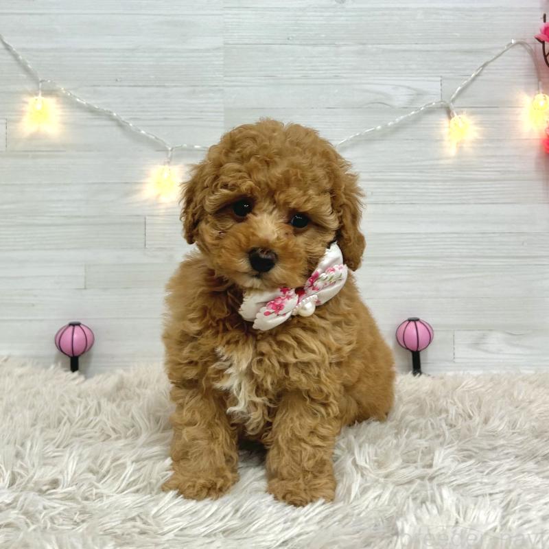 ♀︎トイプードル