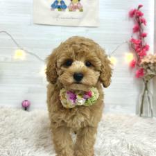 ♀︎トイプードル