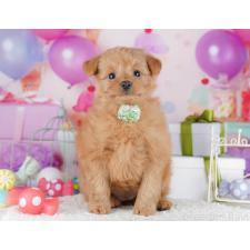 ♀︎ポメプー:ポメラニアン×トイプードル