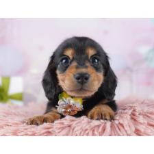 ♀︎ミニチュアダックスフンド(ロングヘアード)