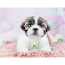 ♀︎マルシーズー:マルチーズ×シーズー