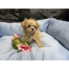 ♀︎マルプー:マルチーズ×トイプードル