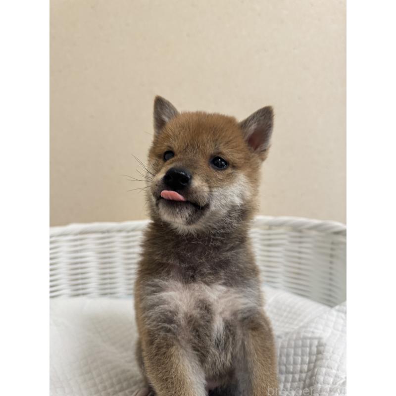 販売中の兵庫県の豆柴-442006の9枚目