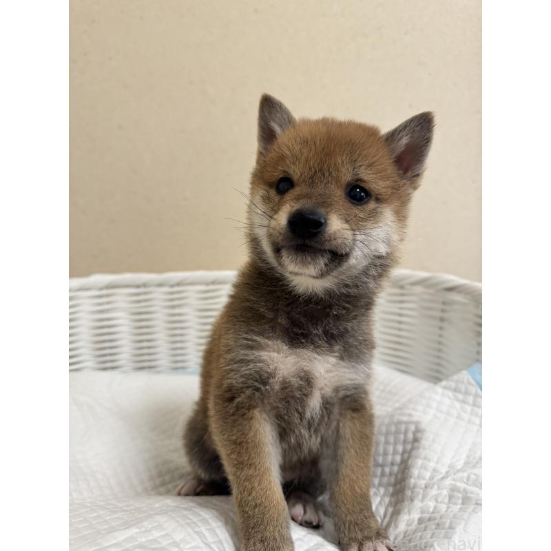 販売中の兵庫県の豆柴-442006の8枚目