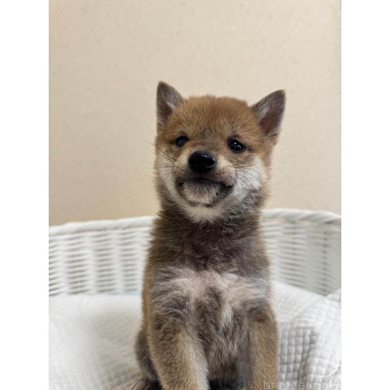 販売中の兵庫県の豆柴-442006の7枚目