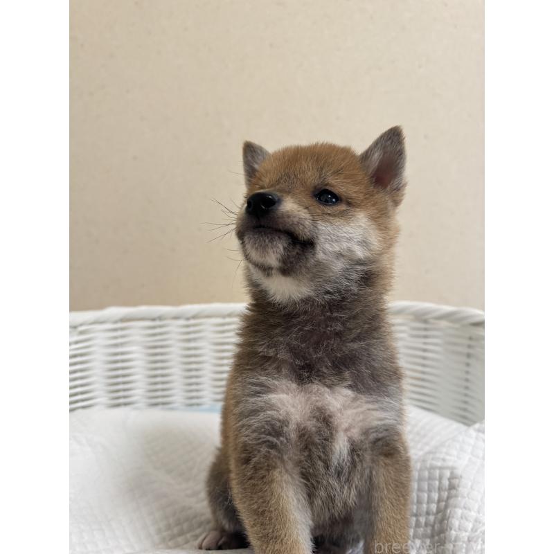 販売中の兵庫県の豆柴-442006の6枚目