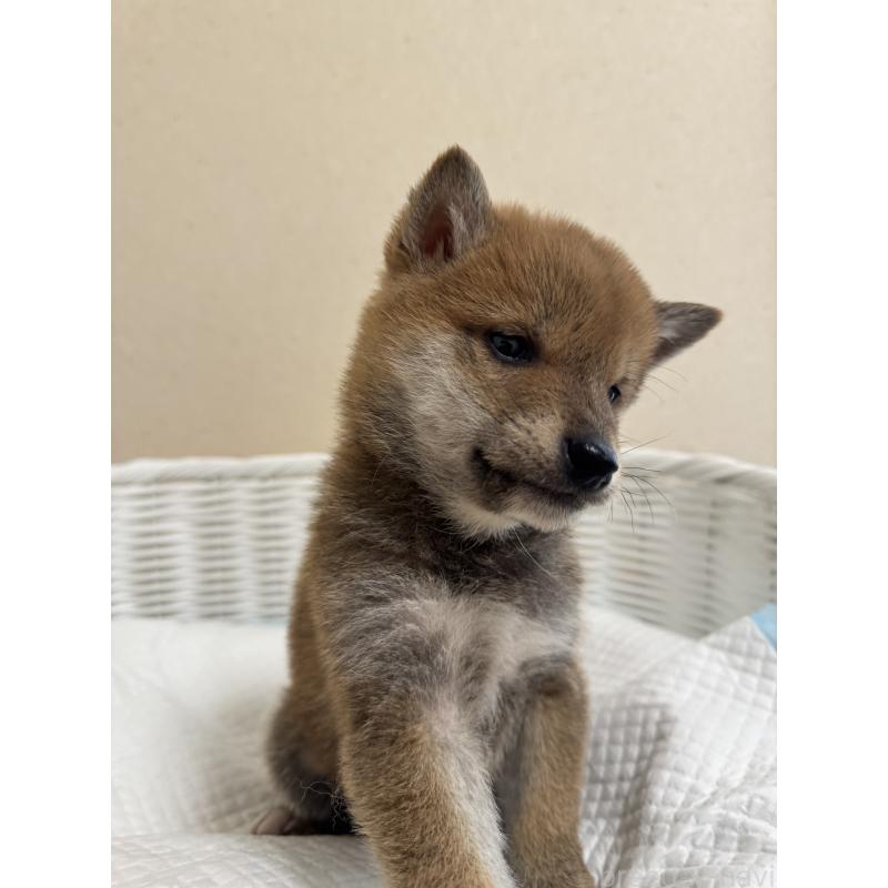 販売中の兵庫県の豆柴-442006の5枚目